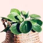 Pilea-peperomioides-Glückstaler-homejungleclub