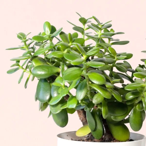 Crassula-ovata-Geldbaum-homejungleclub