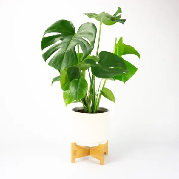 monstera-deliciosa-monstera-dziurawa-homejungleclub-