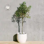 drzewko-oliwne-olea-europaea-homejungleclub