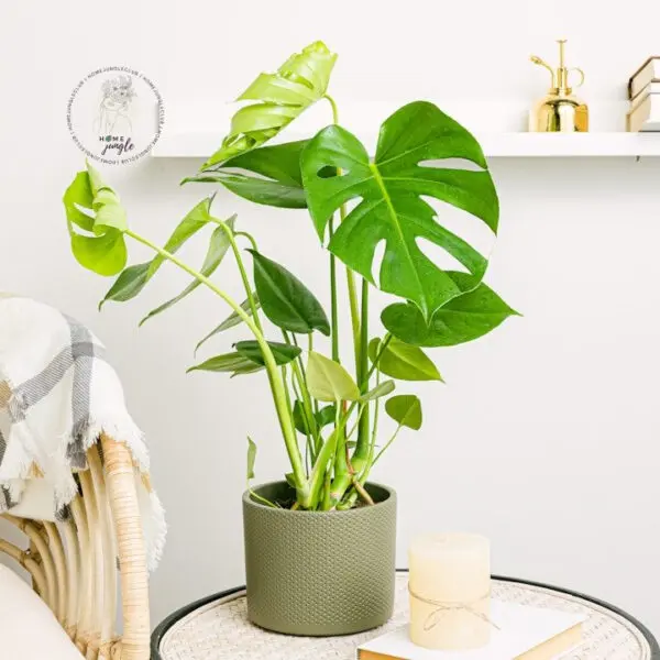 monstera-deliciosa-dziurawa-homejungleclub