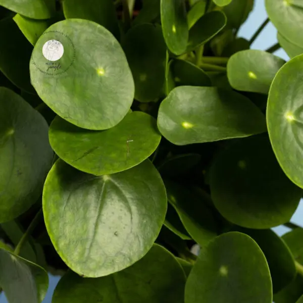 pilea-peperemioides-pieniazek-homejungleclub