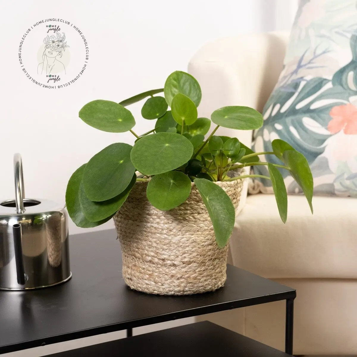 pilea-peperemioides-pieniazek-homejungleclub