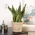 sansevieria-laurentii-superba-homejungleclub