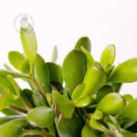 crassula-ovata-grubosz-homejungleclub-