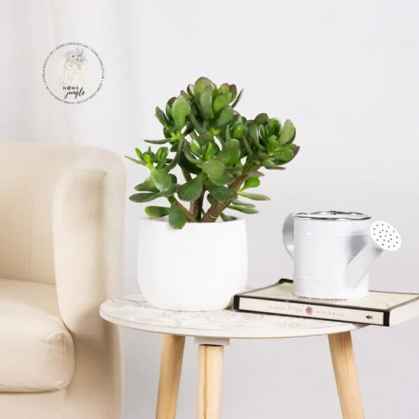 crassula-ovata-grubosz-homejungleclub-