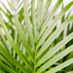 palma-areca-dypsis-lutescens-homejungleclub-