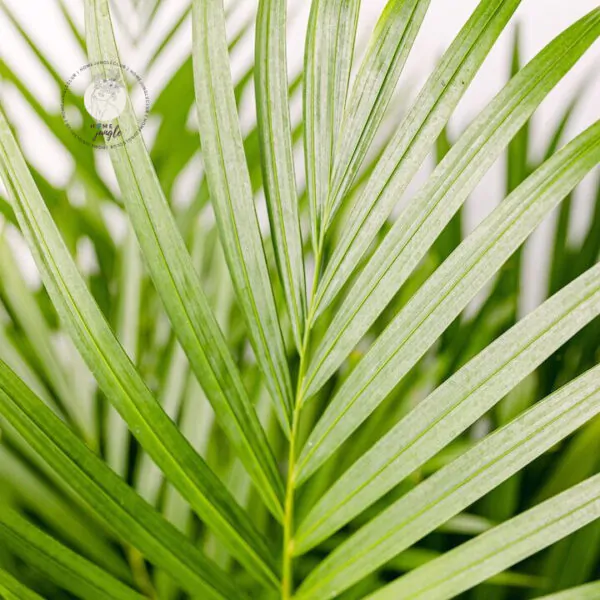 palma-areca-dypsis-lutescens-homejungleclub-