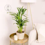 palma-areca-dypsis-lutescens-homejungleclub-areka