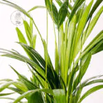 palma-areca-dypsis-lutescens-homejungleclub-areka