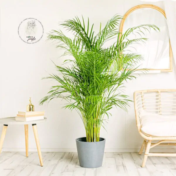 palma-areca-dypsis-lutescens-homejungleclub-areka