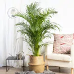 palma-areca-dypsis-lutescens-homejungleclub-