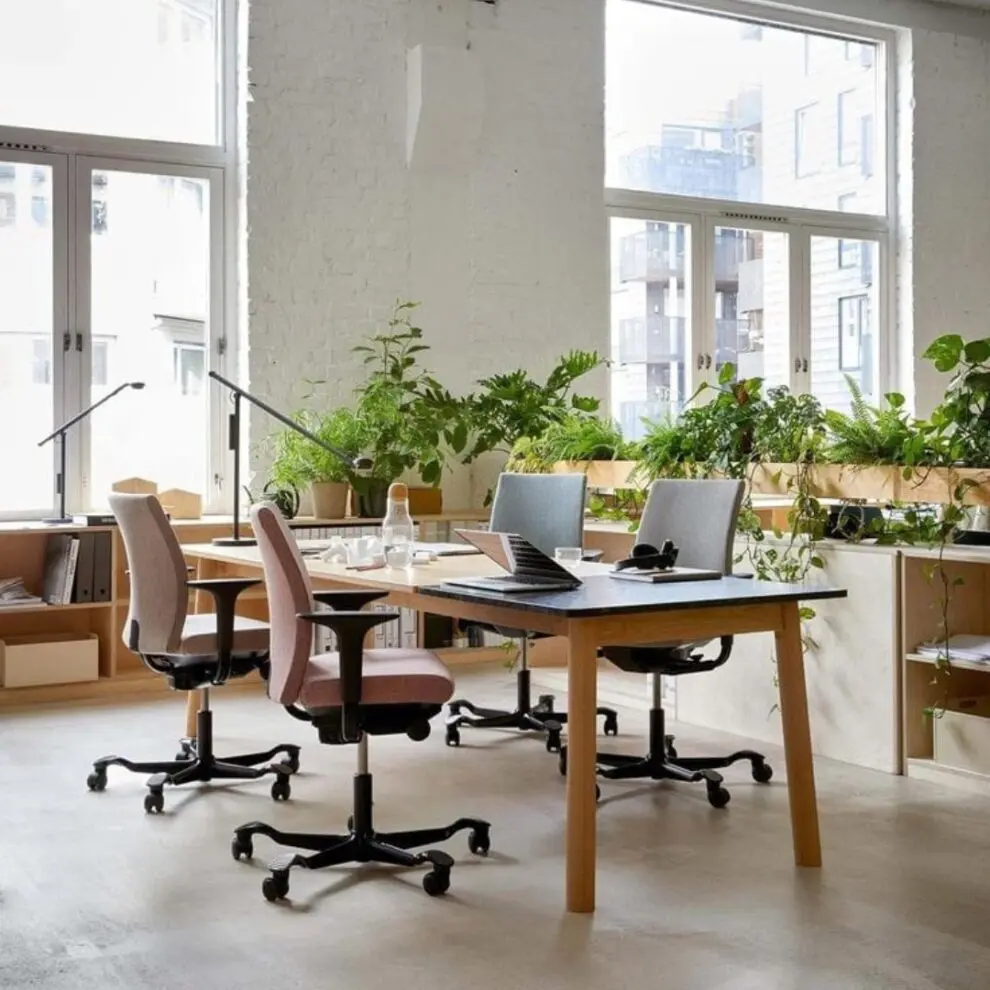 rośliny-doniczkowe-do-biura-dla-firm-do-przestrzeni-biurowej-homejungleclub