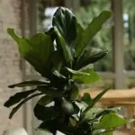 Ficus-lyrata-Geigenfeige-2-homejungleclub