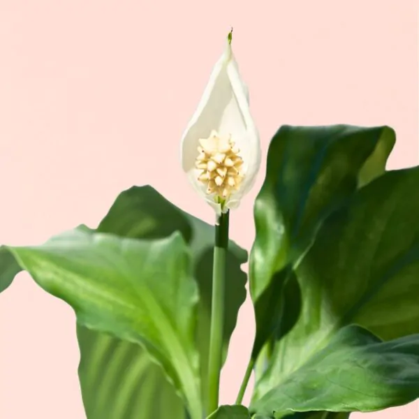 Spathiphyllum-Einblatt-1-homejungleclub