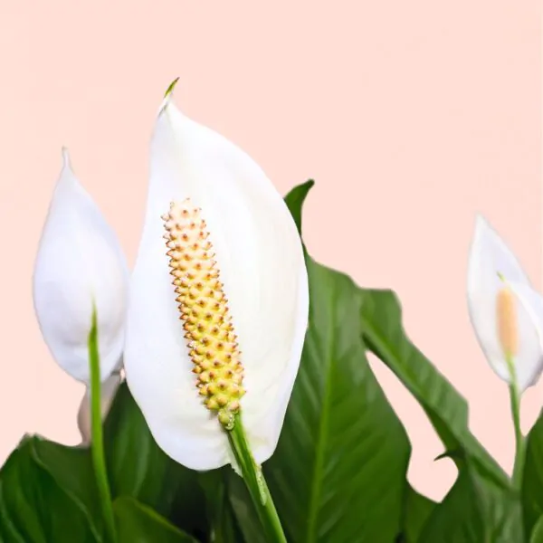 Spathiphyllum-Einblatt-homejungleclub