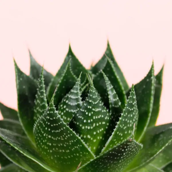 Aloe_cosmo_Echte_3_homejungleclub.jpg